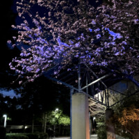 キャンパスで見た桜