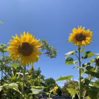 去年の夏ひまわり