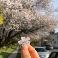 バンクーバーの桜
